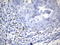 Cytotoxic T-lymphocyte protein 4 antibody, UM800141CF, Origene, Immunohistochemistry frozen image 