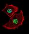 Upstream Transcription Factor 1 antibody, PA5-35031, Invitrogen Antibodies, Immunofluorescence image 