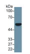 Fascin Actin-Bundling Protein 1 antibody, LS-C293827, Lifespan Biosciences, Western Blot image 