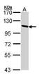 Ceruloplasmin antibody, PA5-29656, Invitrogen Antibodies, Western Blot image 