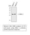 Snail Family Transcriptional Repressor 1 antibody, STJ95716, St John