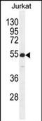 Recombining binding protein suppressor of hairless-like protein antibody, PA5-35099, Invitrogen Antibodies, Western Blot image 