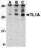 TNF Superfamily Member 15 antibody, orb74714, Biorbyt, Western Blot image 
