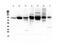 Intercellular Adhesion Molecule 1 antibody, PA5-79427, Invitrogen Antibodies, Western Blot image 