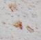Mediator Complex Subunit 4 antibody, FNab10105, FineTest, Immunohistochemistry frozen image 