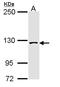 Splicing Factor 3b Subunit 3 antibody, LS-C185812, Lifespan Biosciences, Western Blot image 
