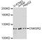 Connector Enhancer Of Kinase Suppressor Of Ras 2 antibody, LS-C749579, Lifespan Biosciences, Western Blot image 