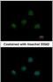 T-Box 5 antibody, PA5-29845, Invitrogen Antibodies, Immunofluorescence image 