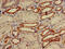 Tripartite Motif Containing 39 antibody, CSB-PA881029LA01HU, Cusabio, Immunohistochemistry paraffin image 