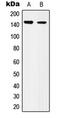 Integrin Subunit Alpha 3 antibody, MBS821115, MyBioSource, Western Blot image 