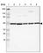 Ubiquinol-Cytochrome C Reductase Core Protein 1 antibody, HPA003525, Atlas Antibodies, Western Blot image 