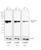 Rat IgG antibody, PA1-30338, Invitrogen Antibodies, Western Blot image 