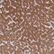 IQ Motif Containing D antibody, PA5-61818, Invitrogen Antibodies, Immunohistochemistry paraffin image 
