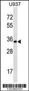 Syntaxin-12 antibody, 58-357, ProSci, Western Blot image 
