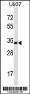 Syntaxin 12 antibody, 58-357, ProSci, Western Blot image 