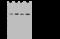 Branched Chain Keto Acid Dehydrogenase E1 Subunit Alpha antibody, GTX02232, GeneTex, Western Blot image 