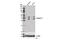 Caspase 4 antibody, 14340S, Cell Signaling Technology, Western Blot image 