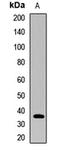 PHD Finger Protein 7 antibody, orb412692, Biorbyt, Western Blot image 