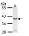 TNF Superfamily Member 11 antibody, LS-C185997, Lifespan Biosciences, Western Blot image 