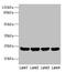 ER Membrane Protein Complex Subunit 8 antibody, CSB-PA005835LA01HU, Cusabio, Western Blot image 