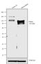 Discs Large MAGUK Scaffold Protein 2 antibody, 34-4700, Invitrogen Antibodies, Western Blot image 