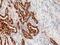 Surfactant Protein B antibody, NBP2-77431, Novus Biologicals, Immunohistochemistry frozen image 