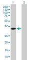 GTPase, IMAP Family Member 2 antibody, H00026157-B01P, Novus Biologicals, Western Blot image 