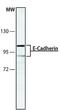 Cadherin 1 antibody, GTX11512, GeneTex, Western Blot image 