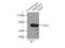 Inosine Monophosphate Dehydrogenase 2 antibody, 12948-1-AP, Proteintech Group, Immunoprecipitation image 