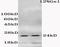 Histone Cluster 1 H1 Family Member E antibody, orb100267, Biorbyt, Western Blot image 