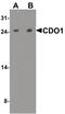 Cysteine Dioxygenase Type 1 antibody, PA5-38005, Invitrogen Antibodies, Western Blot image 