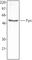 FYN Proto-Oncogene, Src Family Tyrosine Kinase antibody, 626502, BioLegend, Western Blot image 