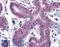 Peroxisome Proliferator Activated Receptor Delta antibody, LS-B3934, Lifespan Biosciences, Immunohistochemistry paraffin image 