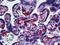 Fibroblast Growth Factor 1 antibody, 51-702, ProSci, Immunohistochemistry paraffin image 