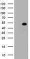 Zinc Finger And SCAN Domain Containing 4 antibody, NBP2-45473, Novus Biologicals, Western Blot image 