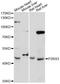 Purinergic Receptor P2X 3 antibody, LS-C748033, Lifespan Biosciences, Western Blot image 