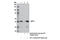 NR5A1 antibody, 12800S, Cell Signaling Technology, Immunoprecipitation image 