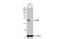 MYC Associated Factor X antibody, NBP2-17233, Novus Biologicals, Western Blot image 