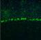 Ribosomal Protein L9 antibody, NBP1-82853, Novus Biologicals, Immunocytochemistry image 
