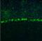 Ribosomal Protein L9 antibody, NBP1-82853, Novus Biologicals, Immunocytochemistry image 