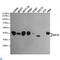 Sirtuin 6 antibody, LS-C813116, Lifespan Biosciences, Western Blot image 