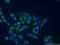 EDIL3 antibody, 12580-1-AP, Proteintech Group, Immunofluorescence image 