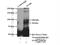 Integrator Complex Subunit 8 antibody, 18802-1-AP, Proteintech Group, Immunoprecipitation image 