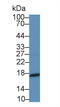 Midkine antibody, LS-C721957, Lifespan Biosciences, Western Blot image 