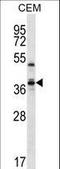 WD Repeat Domain 25 antibody, LS-C157364, Lifespan Biosciences, Western Blot image 