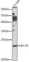 BCL2L2-PABPN1 Readthrough antibody, GTX30087, GeneTex, Western Blot image 
