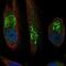 Solute Carrier Family 17 Member 1 antibody, NBP2-55004, Novus Biologicals, Immunofluorescence image 