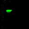 Keratin 14 antibody, GTX02091, GeneTex, Western Blot image 