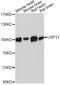 Ubiquitin Specific Peptidase 13 antibody, abx126765, Abbexa, Western Blot image 