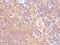 Calpastatin antibody, CSB-PA004561YA01HU, Cusabio, Immunohistochemistry frozen image 